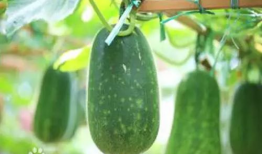 阳江吃瓜爆料事件真相,揭秘背后真相，还原事件全貌