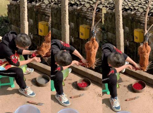 杀鸡视频,高清视频带你直击真实屠宰过程